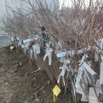 Egreš obyčajný (Grossularia uva-crispa) ´HINNONMAKI ROT´ - výška 70-100 cm, stredne skorý, červený, voľnokorenný - STROMČEKOVÝ/ NA KMIENKU